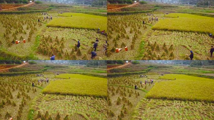 在田间劳作 在金色稻田 收割稻谷