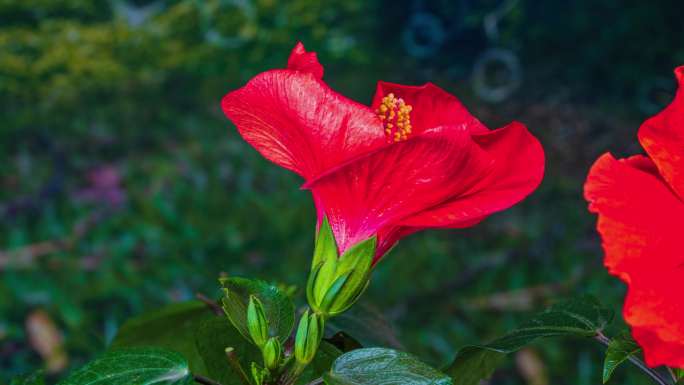 8k木槿花 花开延时