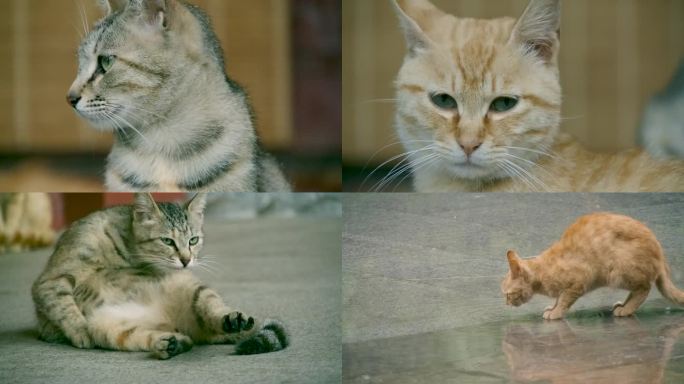 合集_猫4k慢动作