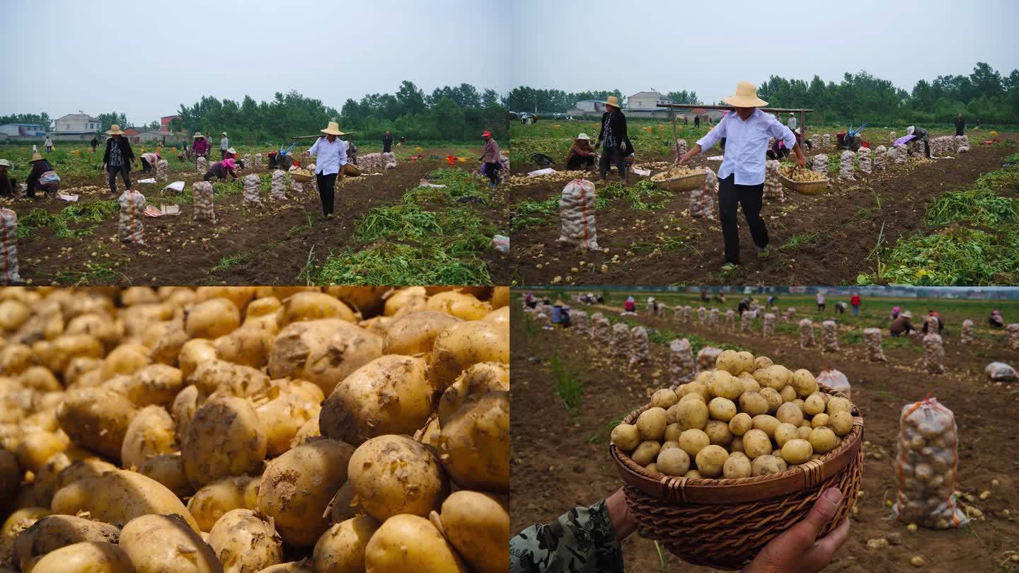 新鲜现挖小土豆