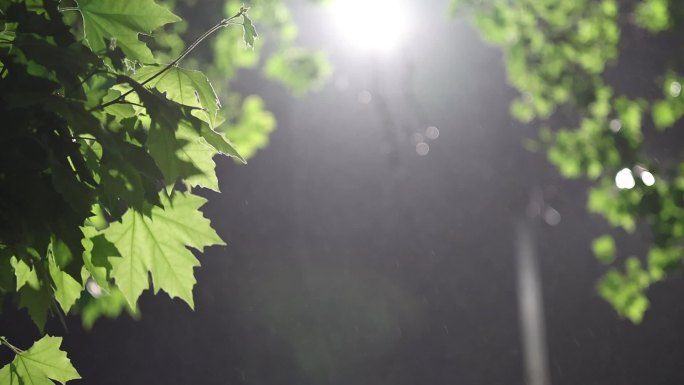 雨夜升格 城市雨夜升格