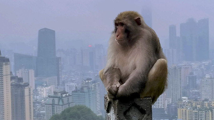 坐在城市上空的猴子