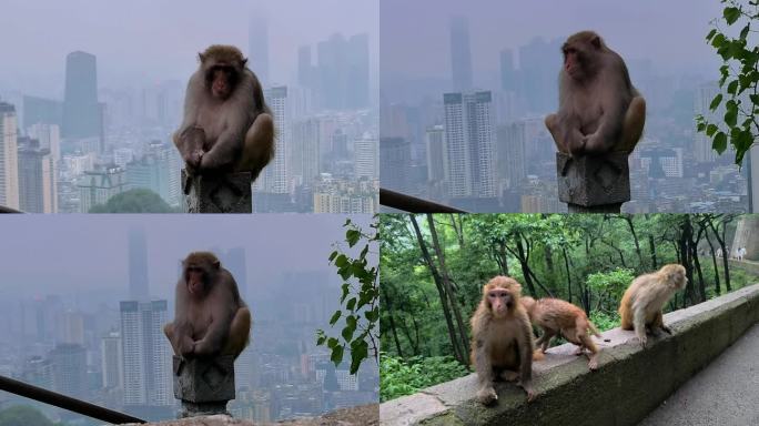 坐在城市上空的猴子