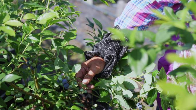农民在果园采摘蓝莓