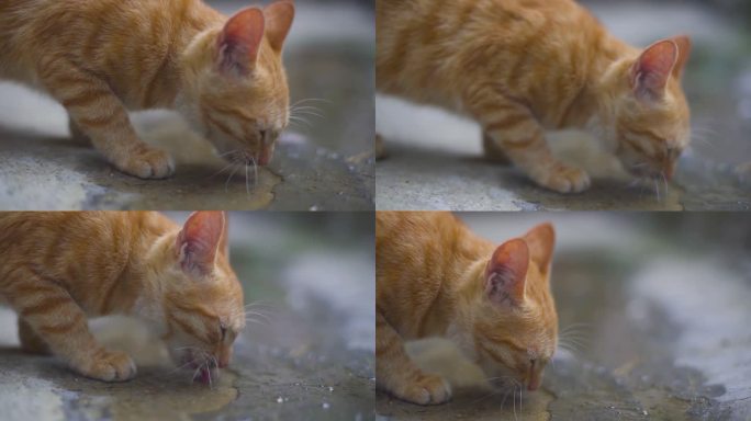 猫喝水 三花猫 山东狮子猫 一对猫