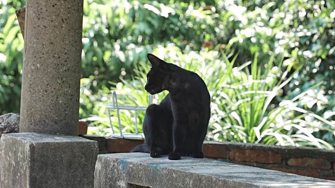 梳理毛发的黑猫