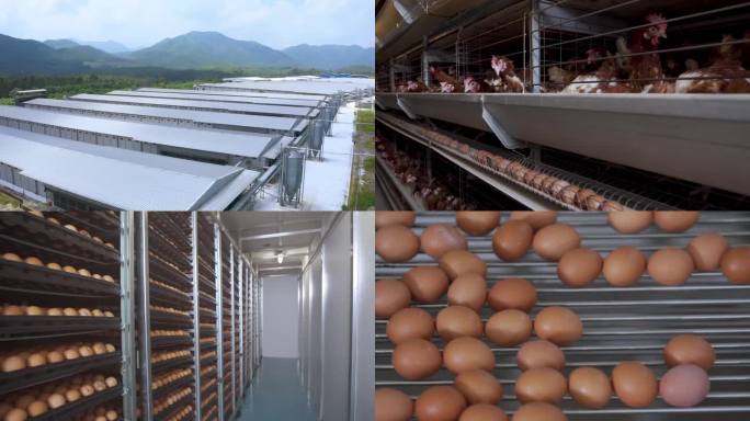 现代化养殖智能养鸡场