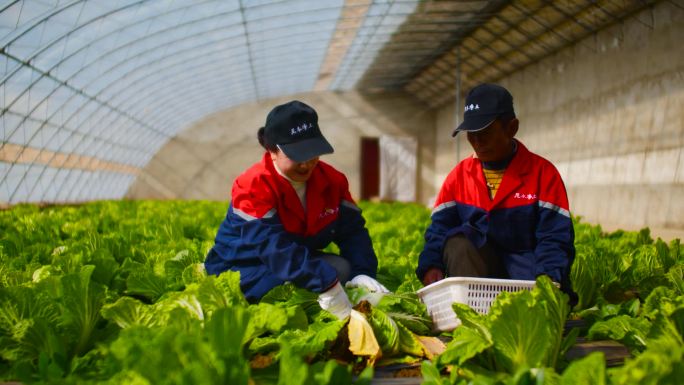 蔬菜种植 菜农 白菜地 采摘新鲜白菜白菜