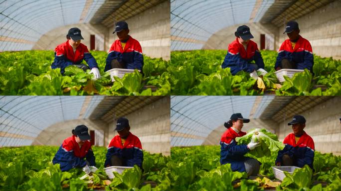 蔬菜种植 菜农 白菜地 采摘新鲜白菜白菜