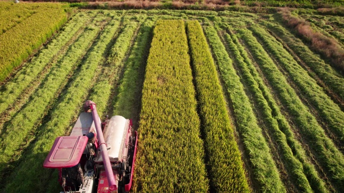 无人机低空航拍拍机械收割水稻的场景B