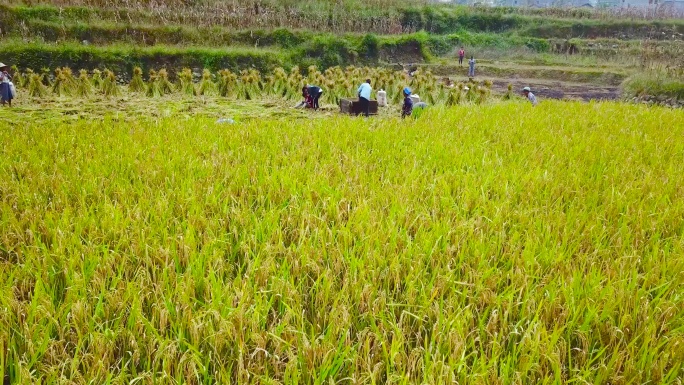 农民劳动 农民劳作 红米种植 苗族收稻谷