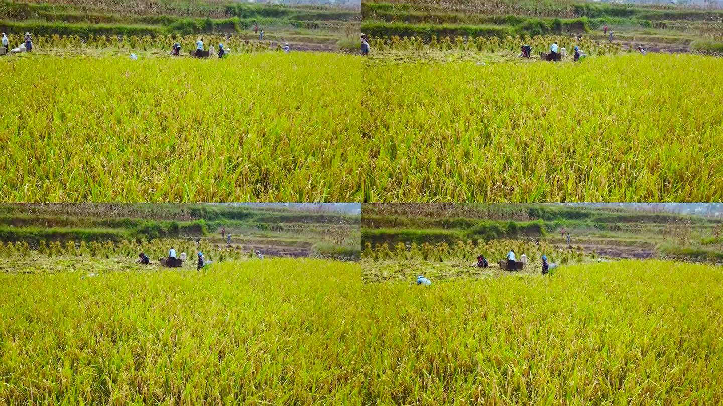 农民劳动 农民劳作 红米种植 苗族收稻谷