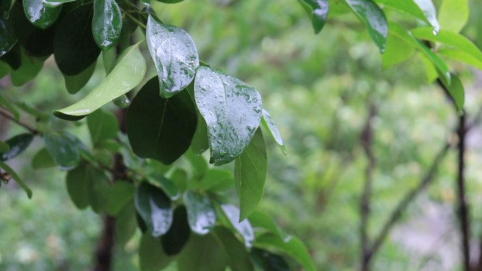 雨景空镜