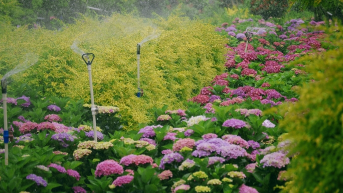 清新花海梦幻园林唯美绿植百花齐放春天意境