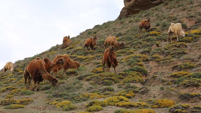 初夏在山坡上吃草的骆驼