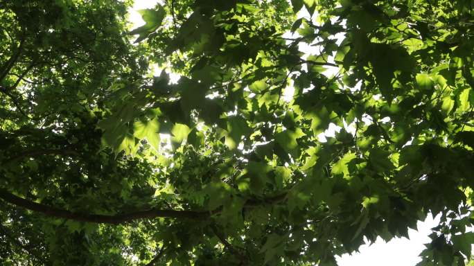 阳光透过树叶 通用空镜