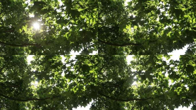 阳光透过树叶 通用空镜