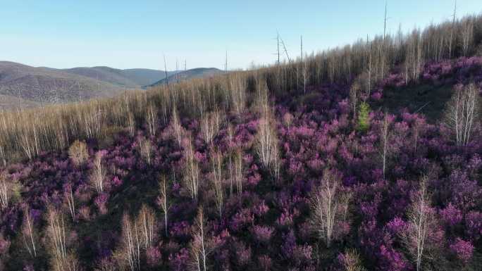 航拍大兴安岭杜鹃花在山林怒放