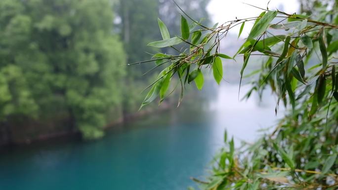 窗外的竹子 雨后竹林 竹叶 风吹竹叶