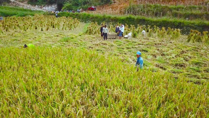 稻田 大米 水稻 收割 人工割稻