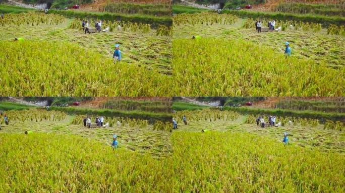稻田 大米 水稻 收割 人工割稻