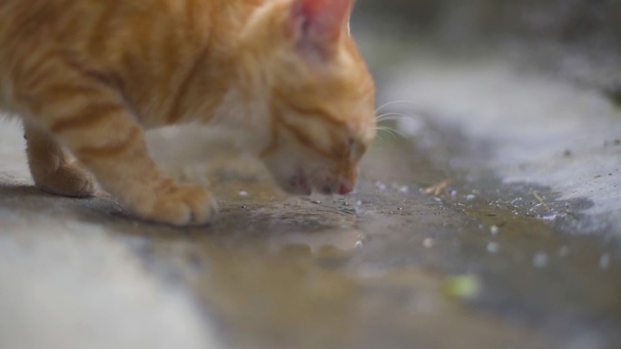 格桑花花朵花草 小猫小动物 花猫家猫