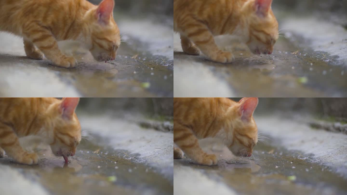 格桑花花朵花草 小猫小动物 花猫家猫