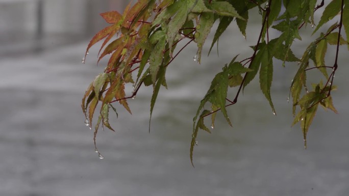 雨天树叶