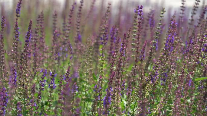 夏季一片紫色的鼠尾草风中轻摇昆虫从中飞舞