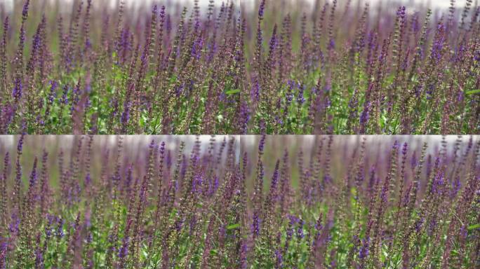 夏季一片紫色的鼠尾草风中轻摇昆虫从中飞舞
