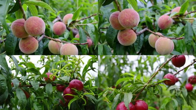 桃子熟了 桃子 丰收 满树的桃子