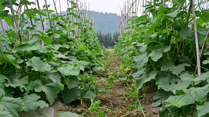 果蔬种植基地黄瓜种植菜篮子禾苗生长