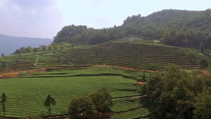 航拍茶山茶园 茶叶种植