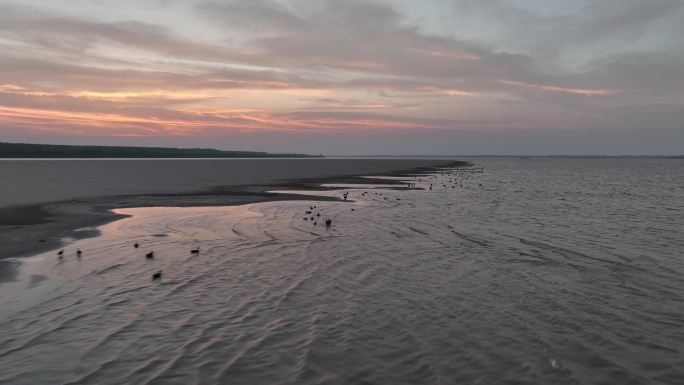 晚霞下长江上沙滩边的野鸭子航拍治愈系风景