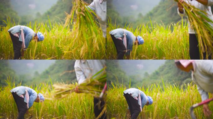 农民劳作 稻田 大米 水稻 收割