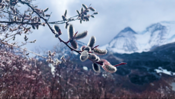 西藏雪山下的野花湖泊风光合集