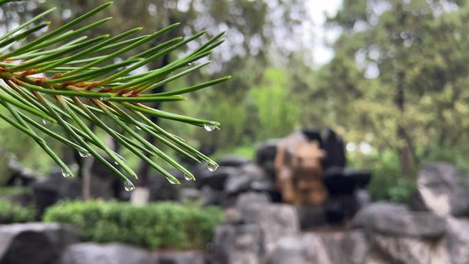 雨后，郁郁葱葱的松树