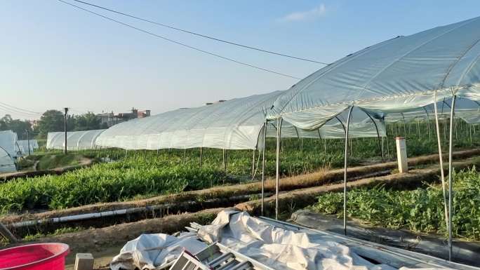 农业棚区大棚西瓜种植棚子疏菜无菌种植基地