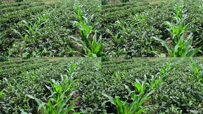粮食增产增收茶园套种玉米种植