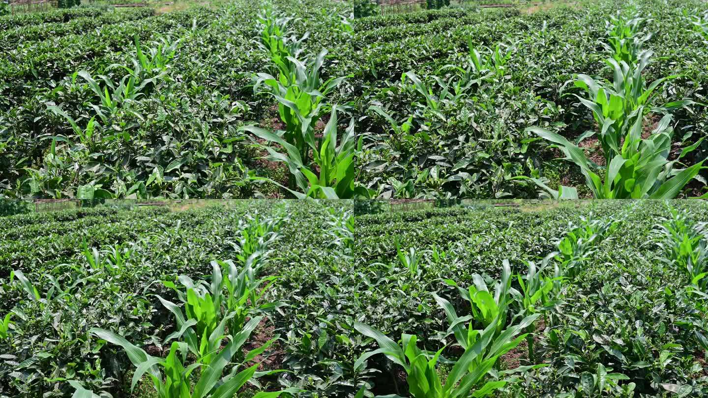 粮食增产增收茶园套种玉米种植