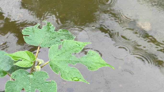 水域 一株植物 构树 树叶