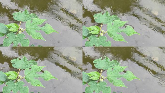 水域 一株植物 构树 树叶