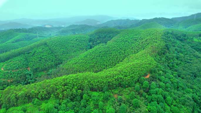 南方植被 森林绿化