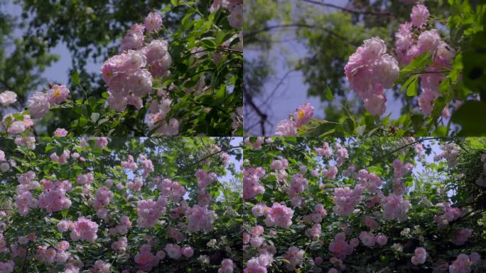 蔷薇花朵