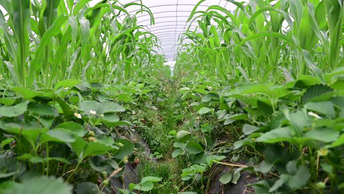 粮食增产增收草莓种植园套种接种玉米种植