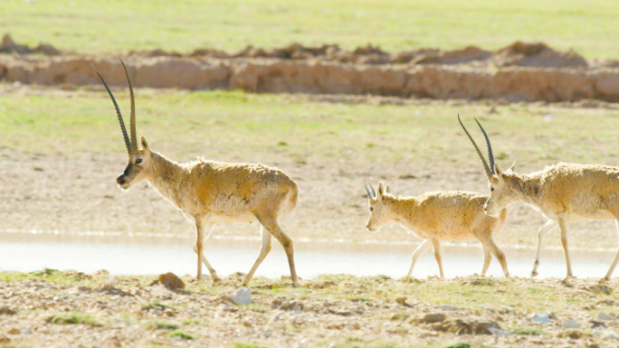 可可西里国家保护动物藏羚羊1