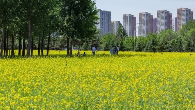 油菜花城市公园游人