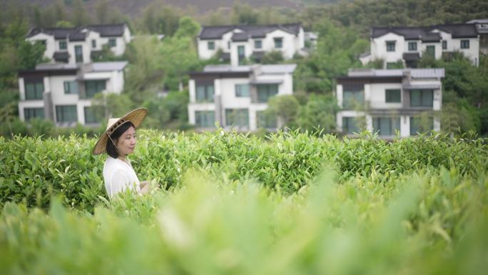 美女采茶走过茶园