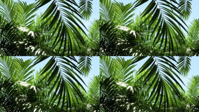夏日 棕榈树 阳光 绿植 阳光透过树叶