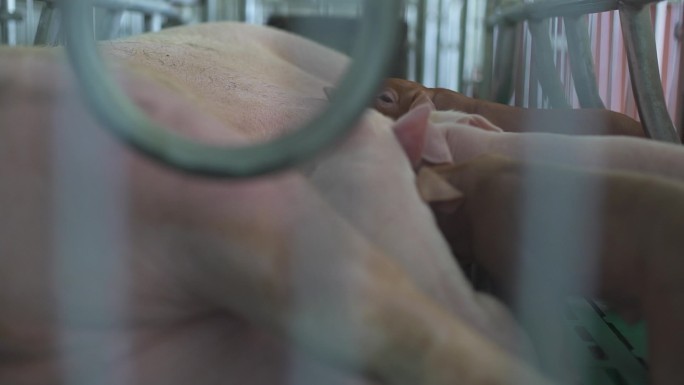 家猪 土产 猪肉 口鼻 健康生活方式 猪